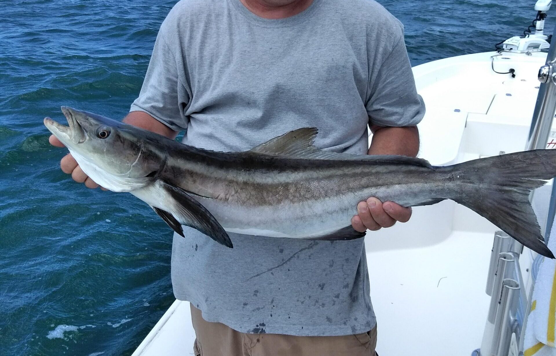 Cobia Catch from Drag-On Sarasota Fishing Excursion
