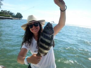 Sheepshead Caught in Sarasota Bay — Inshore Fishing Charter