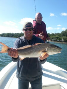 Redfish Caught Along the Sarasota Bay Mangroves — Inshore Charter