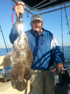 Tripletail Caught on a Sarasota Nearshore Fishing Charter