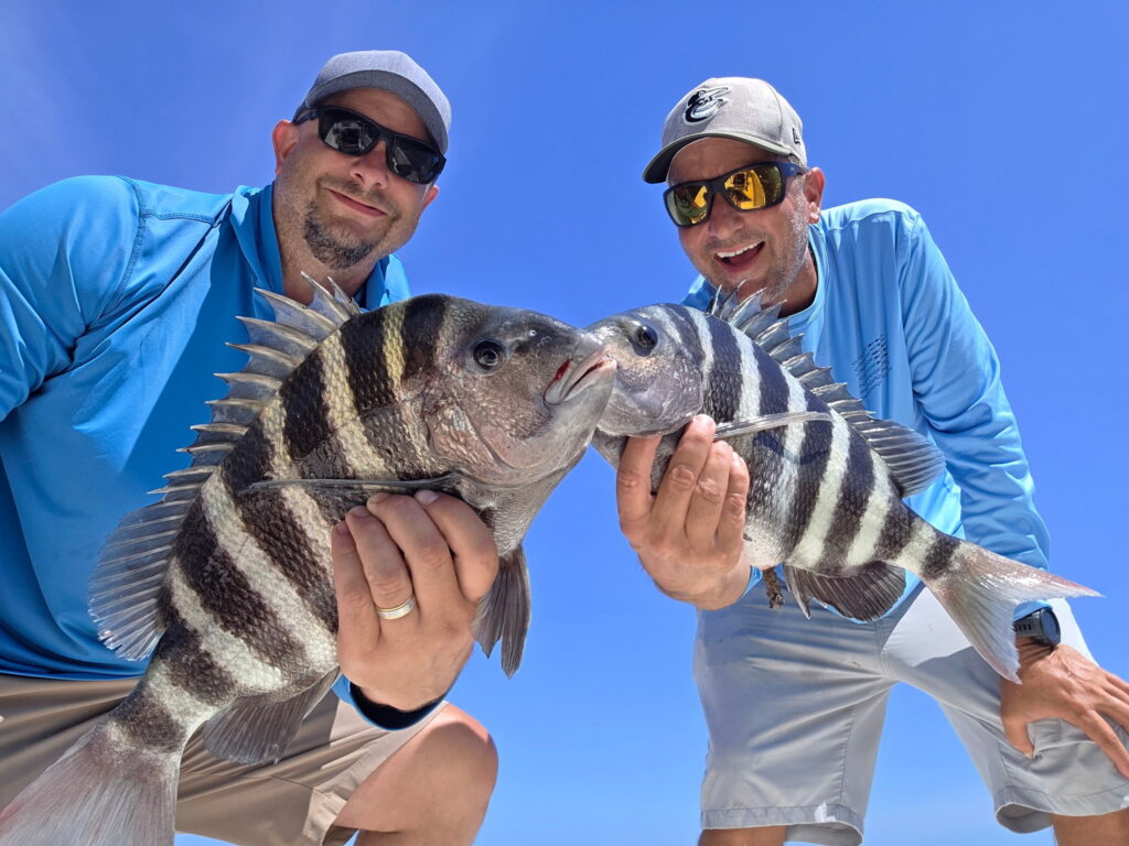 Two anglers holding a pair of sheepshead caught on a Sarasota fishing charter — the species' distinctive black and white stripes on full display