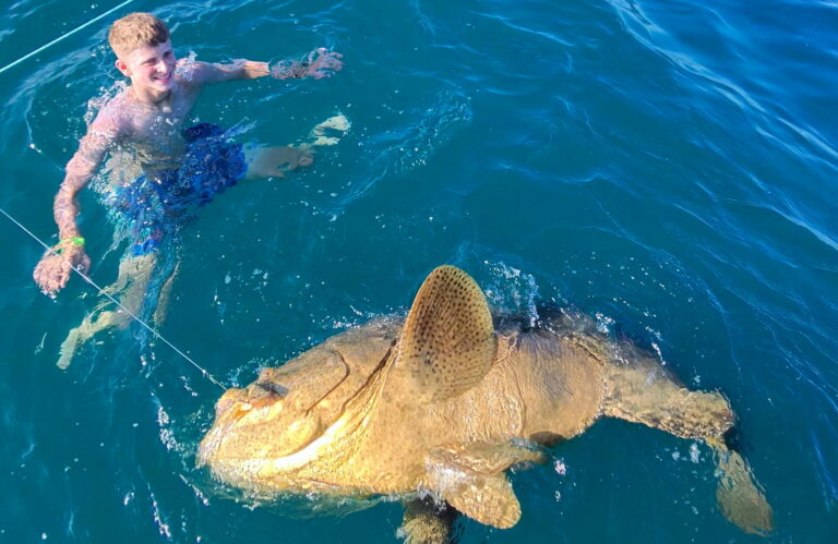 Guest swimming next to a massive Goliath grouper during catch and release on an offshore fishing charter out of Sarasota, FL