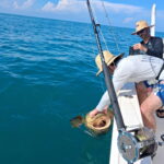 Charter guest bringing a giant Goliath grouper to the surface during an offshore fishing charter in the Gulf of Mexico off Sarasota, Florida