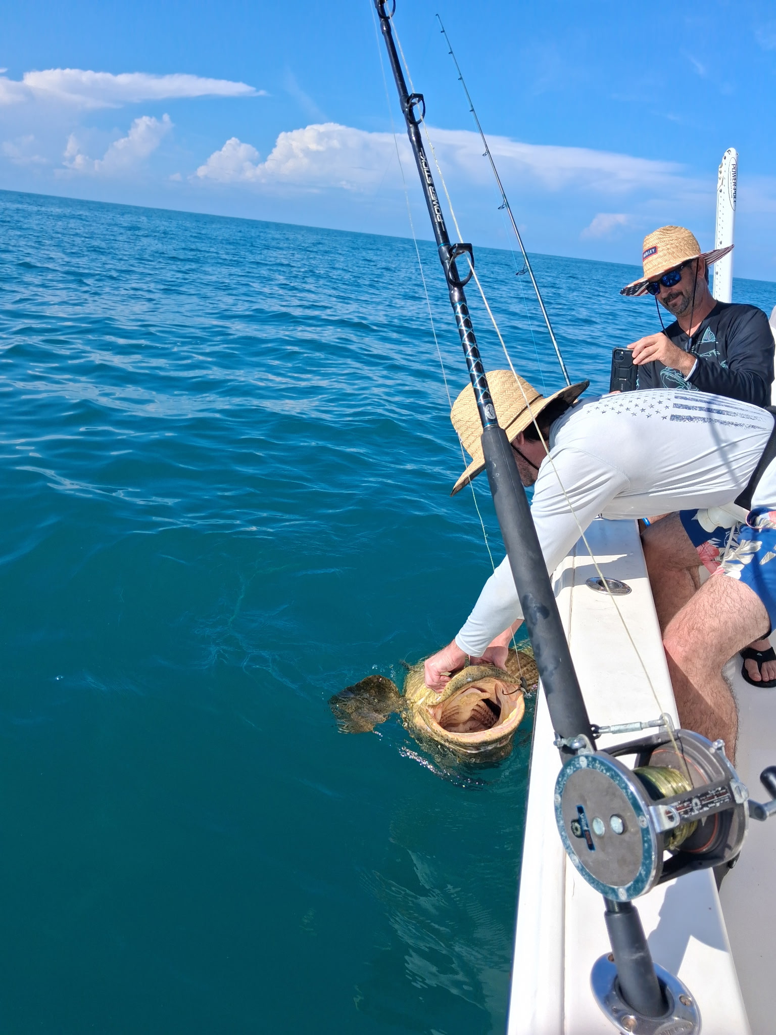 Charter guest bringing a giant Goliath grouper to the surface during an offshore fishing charter in the Gulf of Mexico off Sarasota, Florida