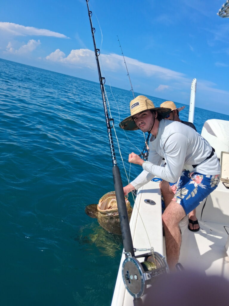 Two anglers releasing a giant Goliath grouper caught during an offshore fishing charter in the Gulf of Mexico off Sarasota, Florida