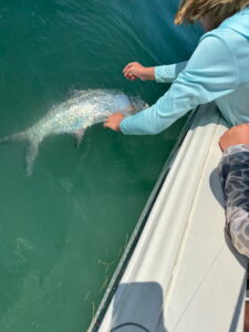 Tarpon Release – Family Fishing Charter Sarasota Bay FL