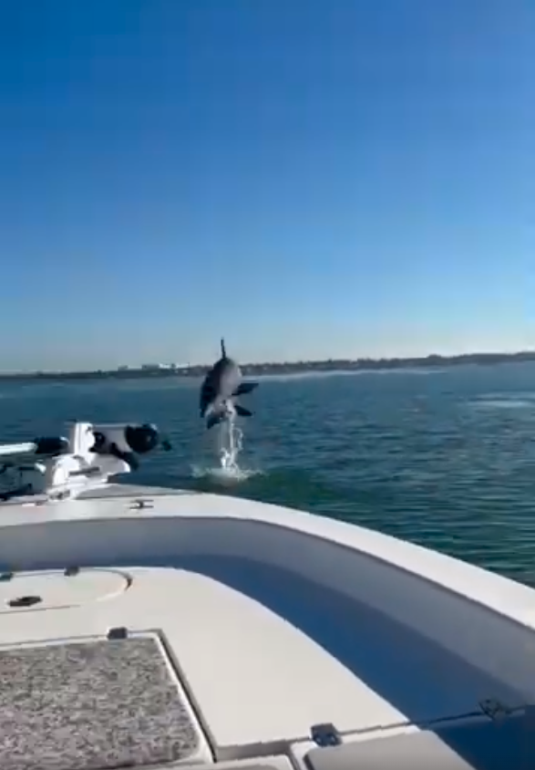 Bottlenose dolphin leaping completely out of the water right next to a charter fishing boat in Sarasota Bay